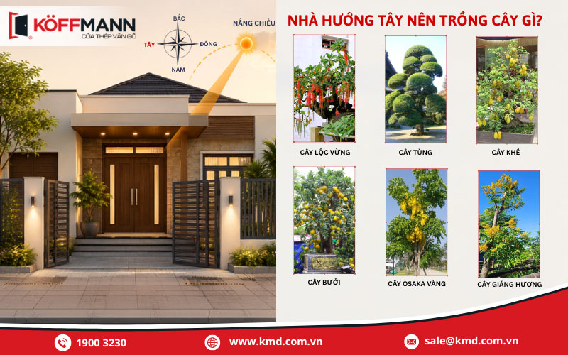 Cây trồng cho nhà hướng Tây