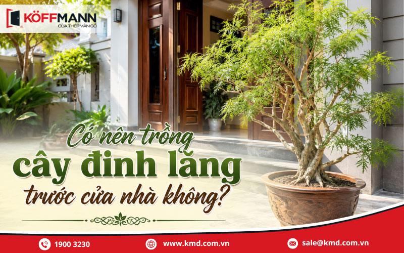 Có nên trồng cây đinh lăng trước cửa nhà không?