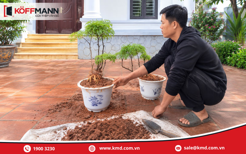 Hướng dẫn cách trồng cây đinh lăng trước nhà