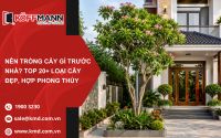 Nên Trồng Cây Gì Trước Cửa Nhà Để Hút Tài Lộc Và May Mắn